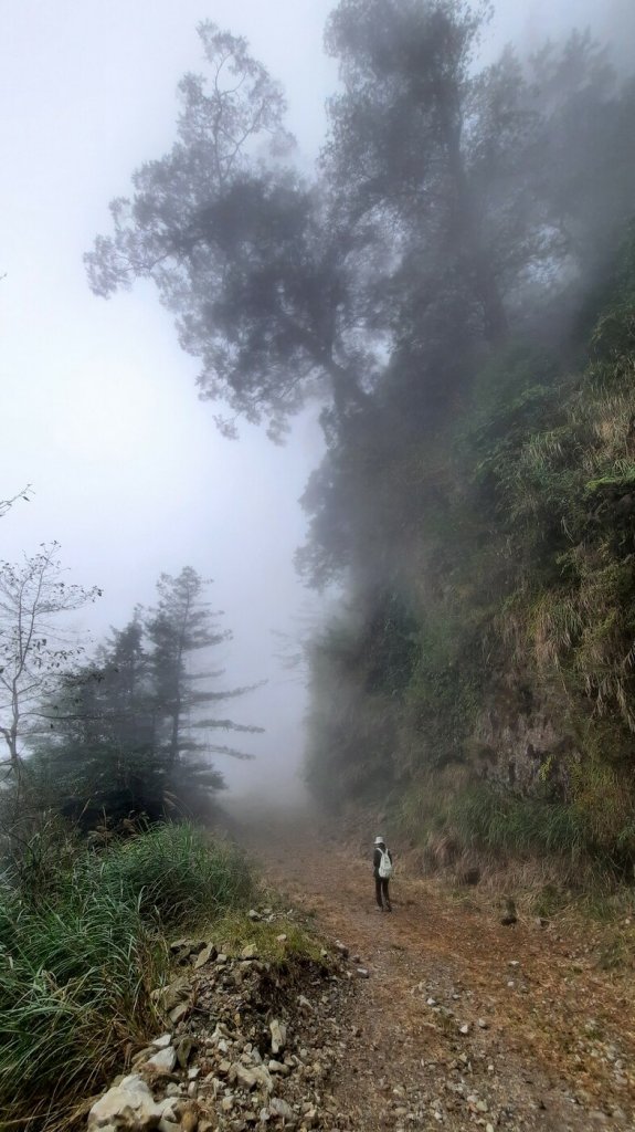 《台中》大雪山210林道｜烏石坑山朦朧迷霧森林20210314_1305965