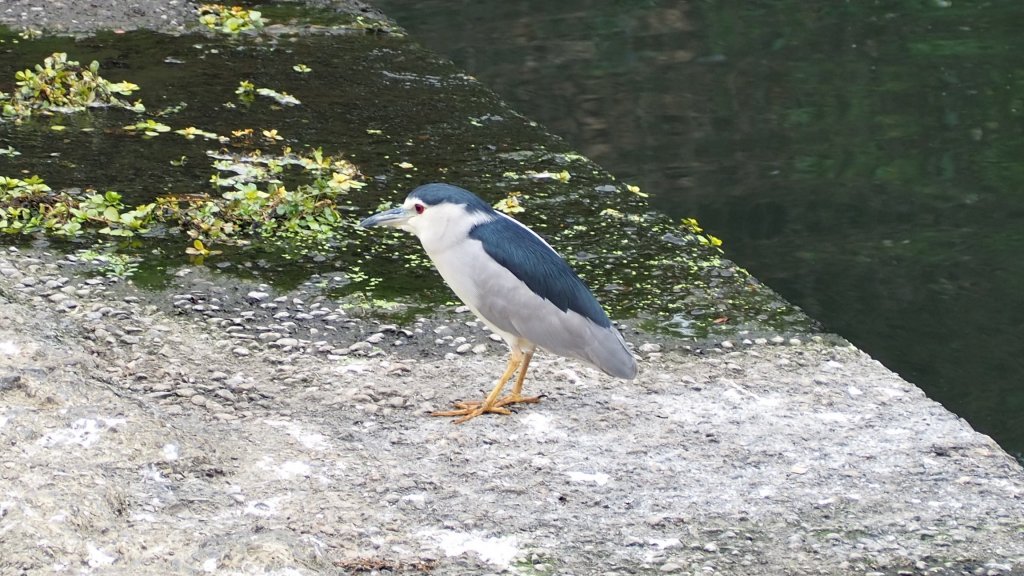 《南投》河岸賞鳥｜竹山下坪步道及自然教育園區O繞20230225_2042219