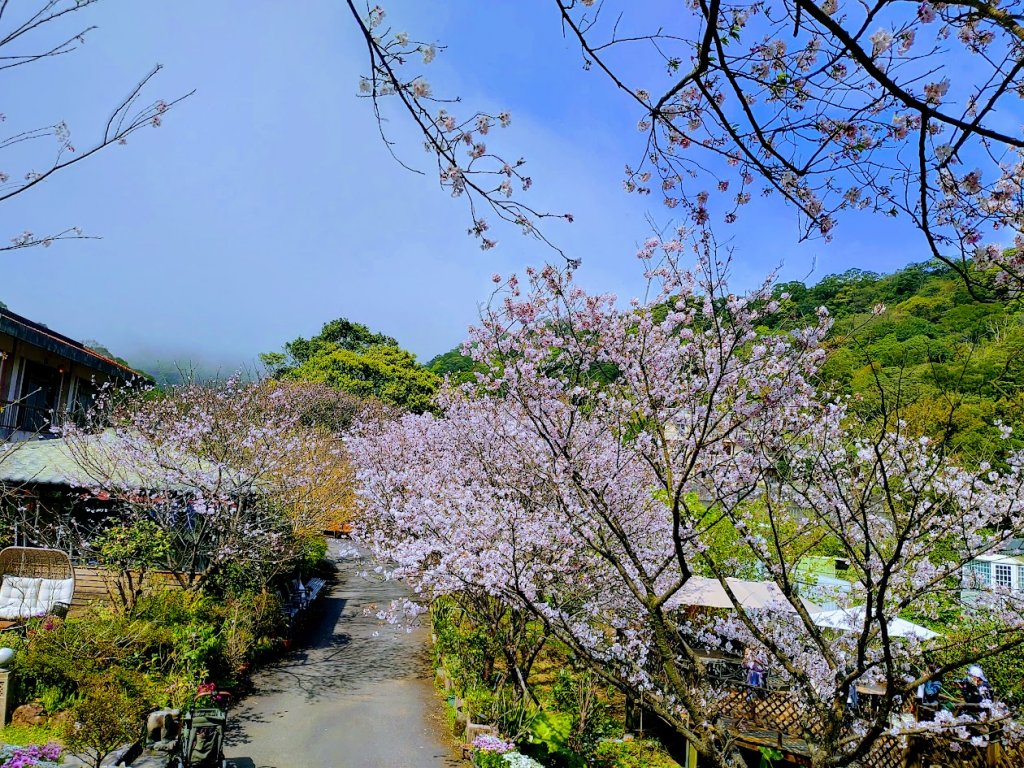 2023春分 陽明山吉野櫻 紅萍水梯田一期一會_2156388