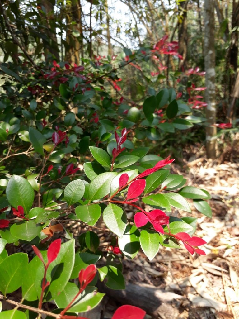 南投魚池澀水生態步道20190409_563544