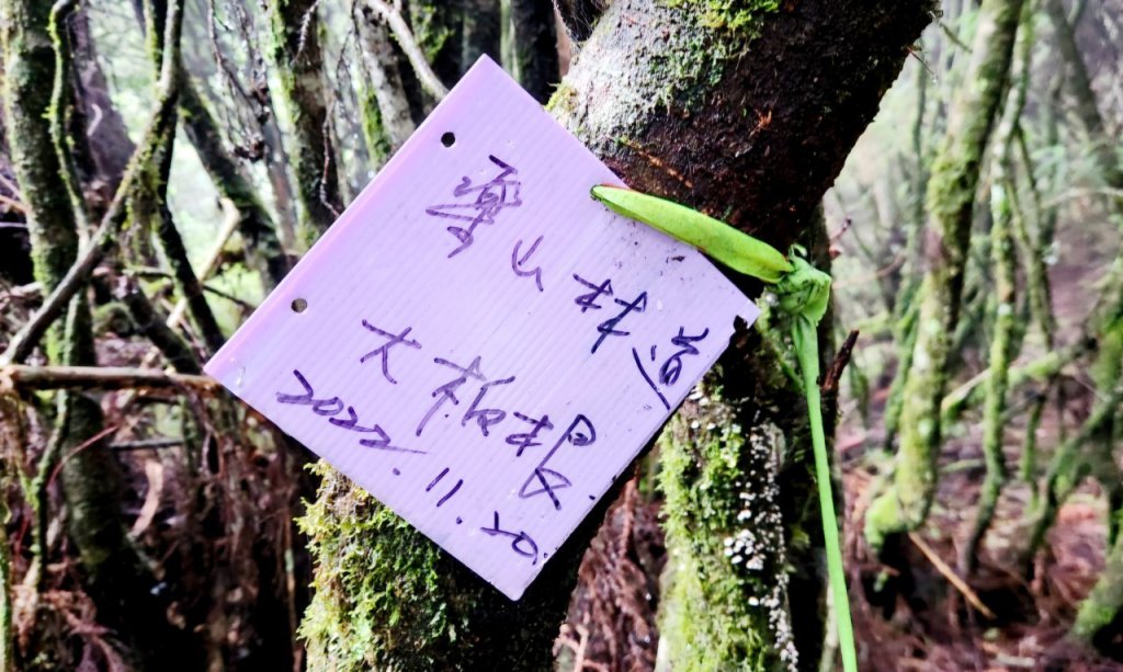 【中級山縱走】觀雪縱走（雪見大板根，仰天神木，北坑山，司馬限林道）_2741243