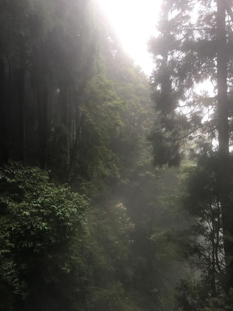 觀霧檜山巨木森林步道_171732