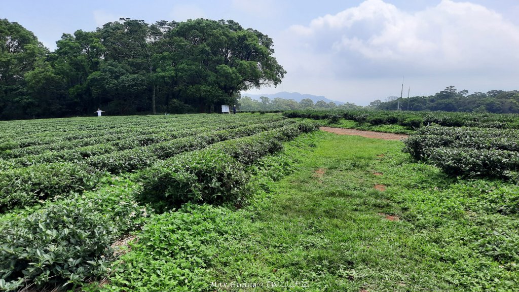 《苗栗》桐花茶園｜四月雪小徑登慈濟山三義山20250427_2771322