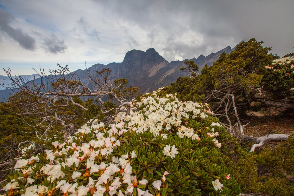 臺灣最高的杜鵑花 -玉山北峰，圓峰杜鵑花況_42140