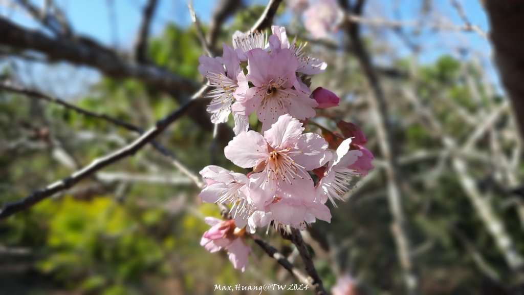 《彰化》富士櫻花｜花壇大嶺巷步道群及西來園（銀行山）登山步道20240213封面圖