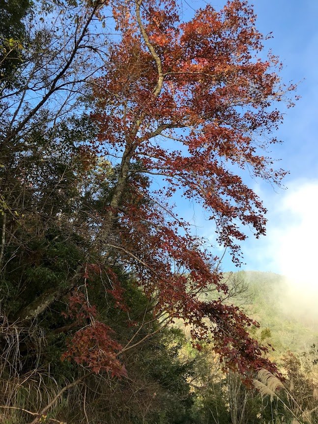 霞喀羅國家步道_石鹿登山口20190126_1964203