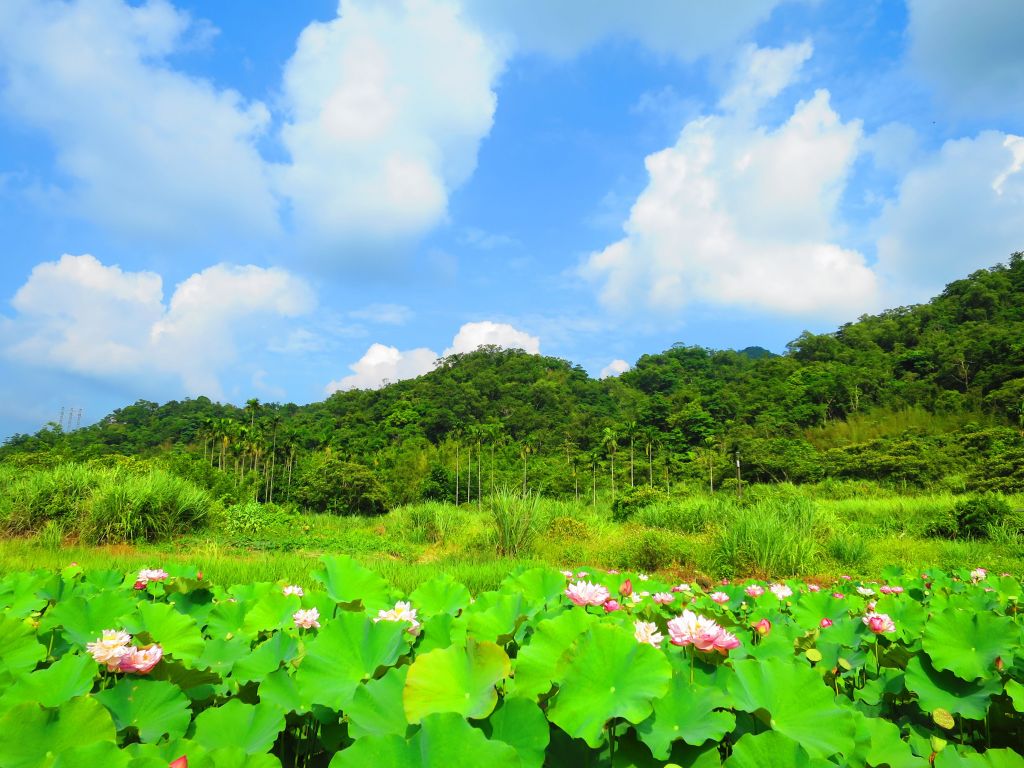 2018 雙溪荷花園_360567