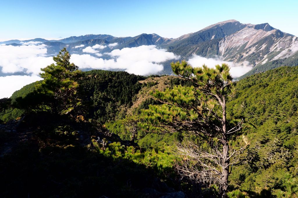 天使之淚早春_285590