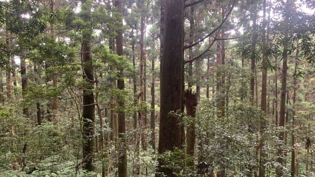 桃園東眼山_2803725