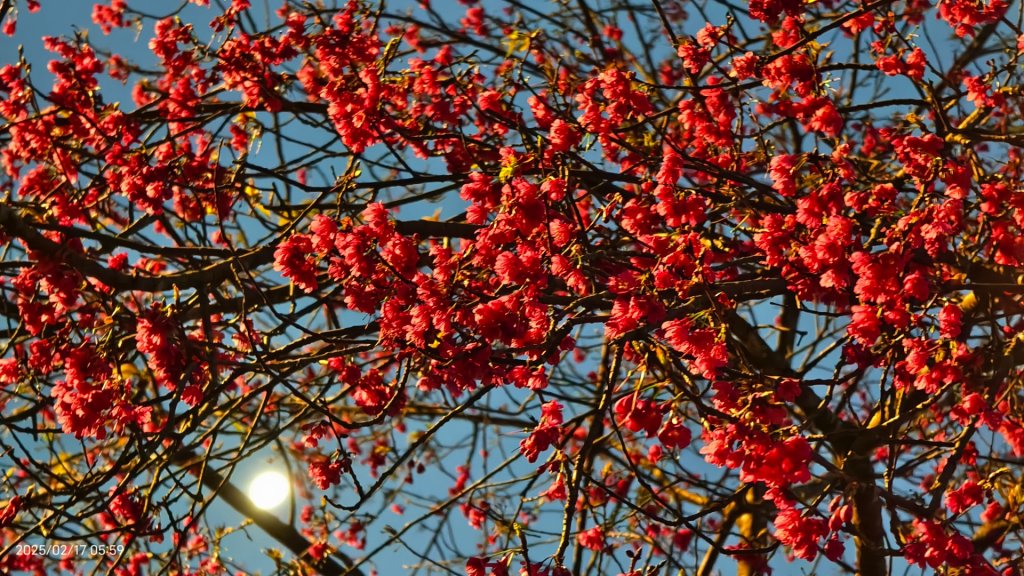 翡翠水庫壩頂&士林官邸鬱金香 2/17_2713961