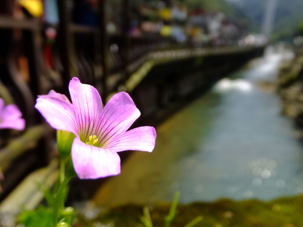 【湖景步道】石碇千島湖永安景觀步道_140771