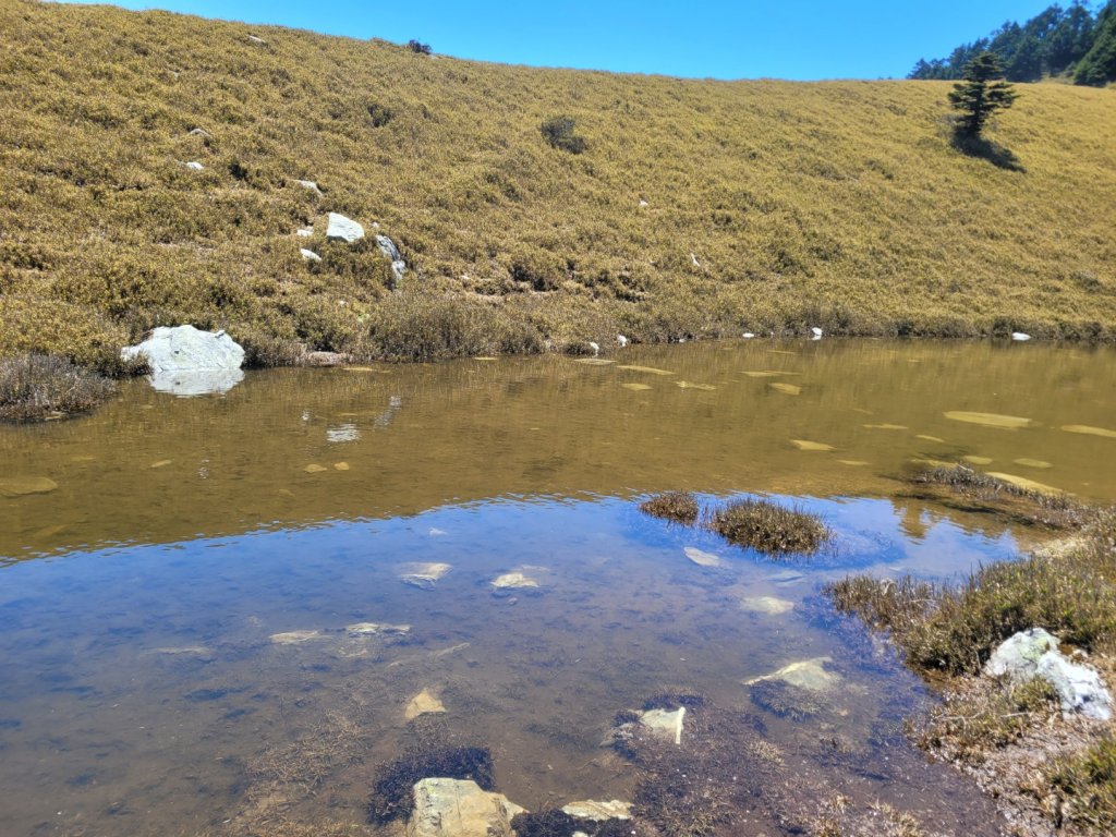 20230402奇萊東稜四天(百岳第72~75座)_2111183