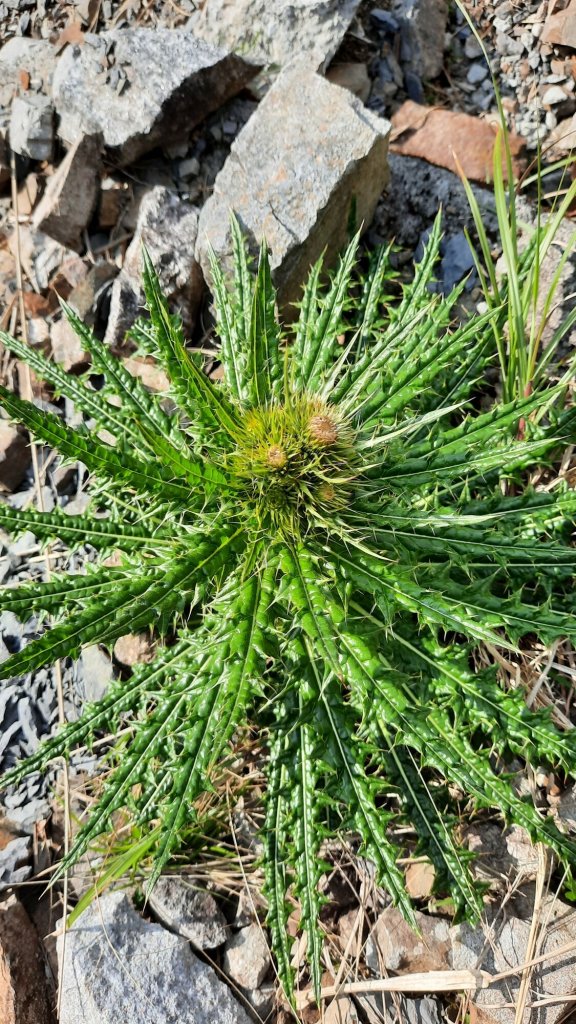 《台中》訪一葉蘭｜大雪山210林道（船型山林道）上烏石坑山20230412_2111454