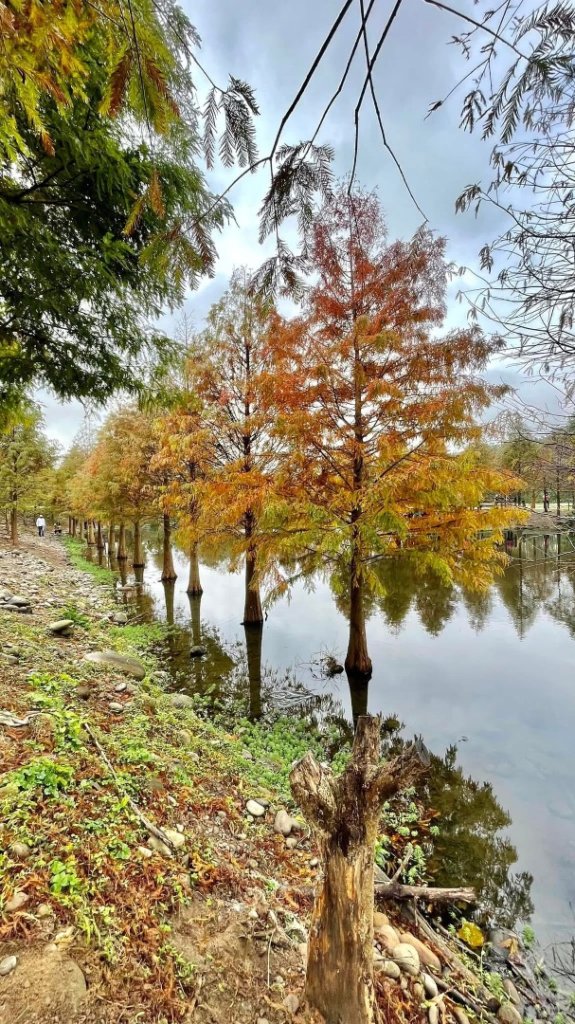 桃園大溪-花彩節🌼李騰芳古厝-月眉落雨松_2936524