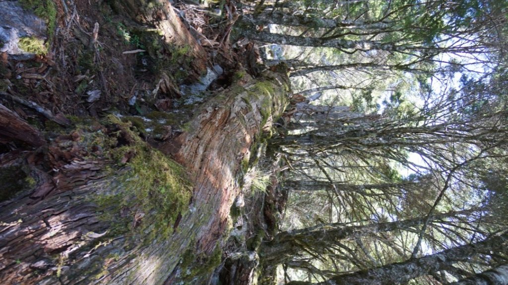 南橫溪頭山_1789986