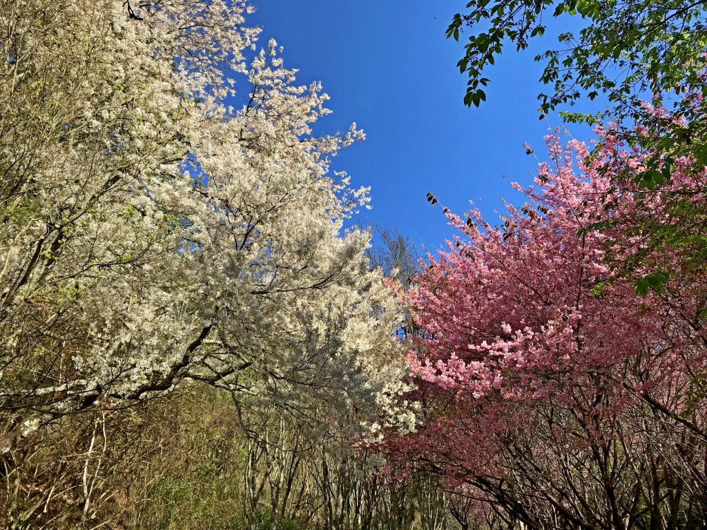 第一次瘋武陵農場櫻花2019/2/22_531567