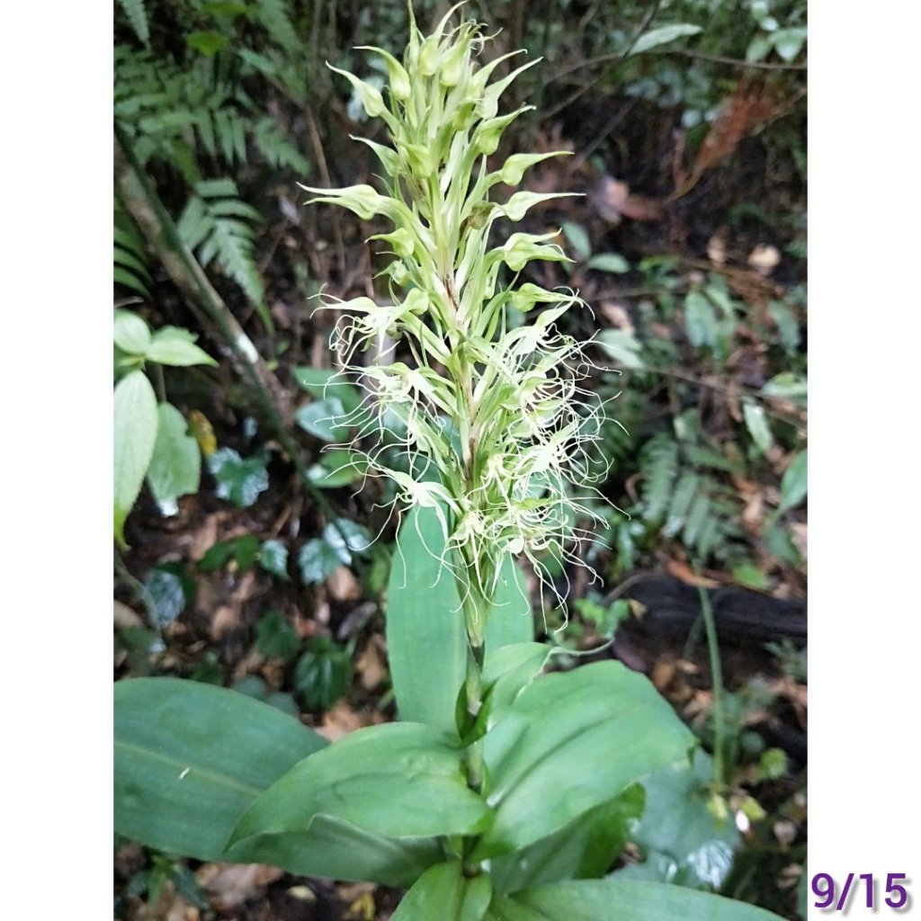 冠毛玉鳳蘭，一個半月，追蹤記錄_1103272