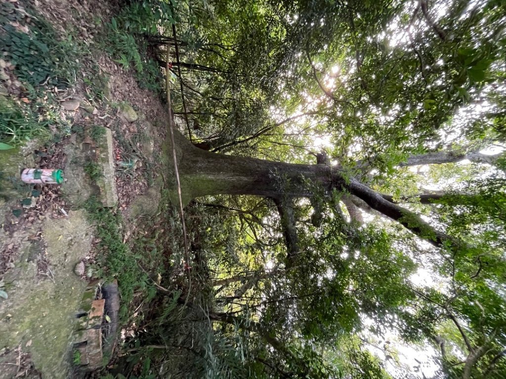 20231024_新竹飛龍健行步道（森遊竹縣）封面圖