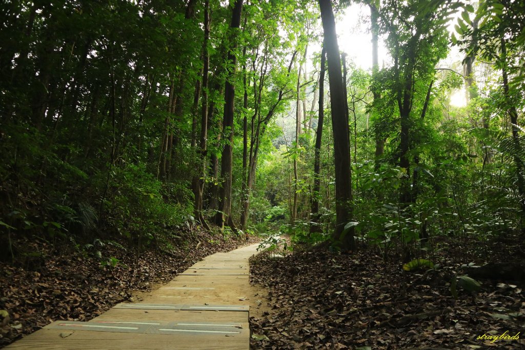 坐擁湖光山色的走春步道～蘭潭後山步道_813474