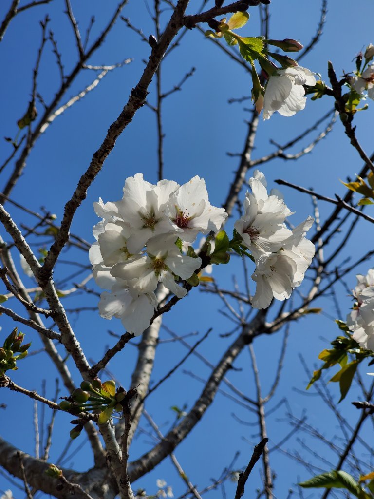 勇闖雲嘉五連峰_821344
