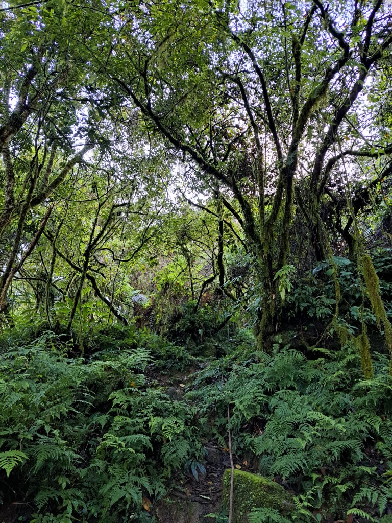 砂卡礑二日行D2：大同部落→千里眼山→砂卡礑步道→小錐麓步道→遊客中心20231203_2368674