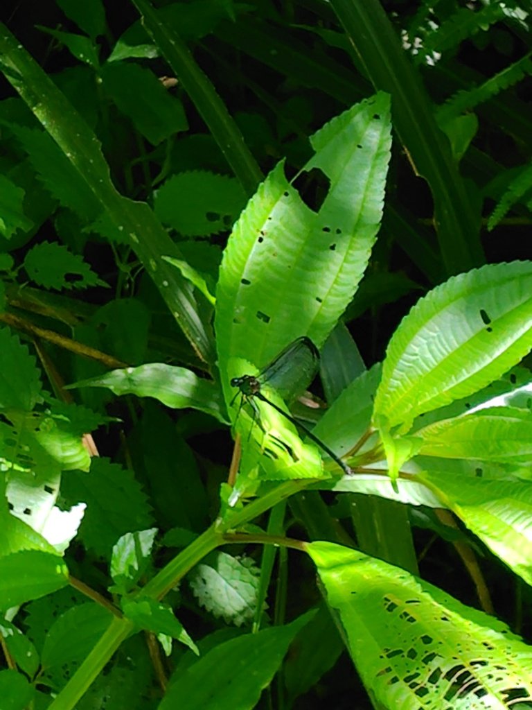 沙里仙林道、沙里仙溪、同富山/埔沙山、東埔山、阿毛巨木_2812487
