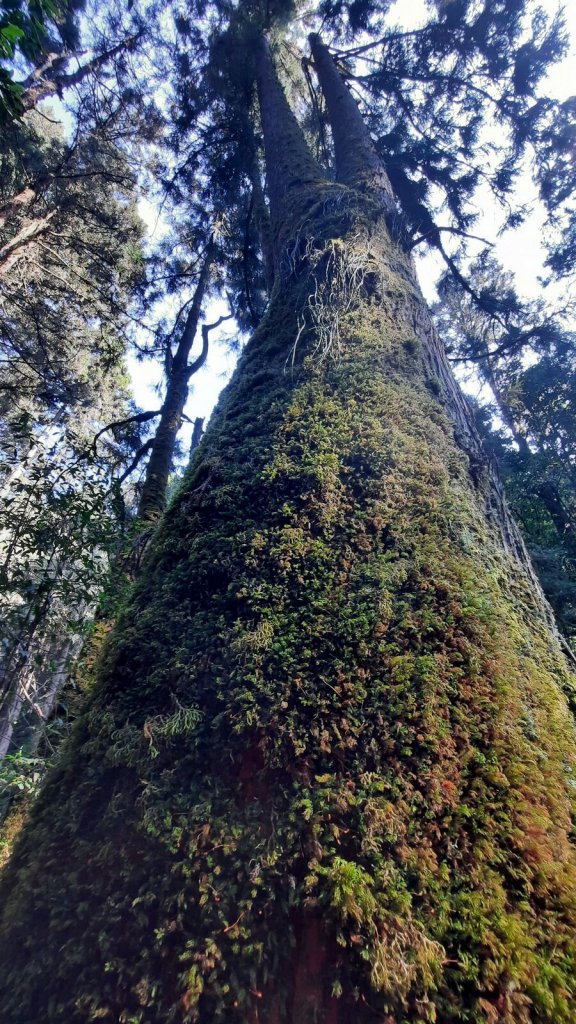 《南投》忘憂森林｜嶺頭山及金柑樹山O繞(留龍頭起登)20230318_2076760