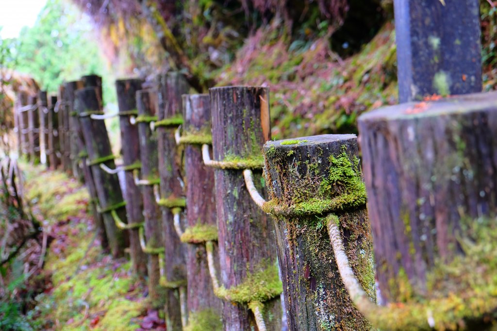 少了濃霧的翠峰湖環山步道_805878