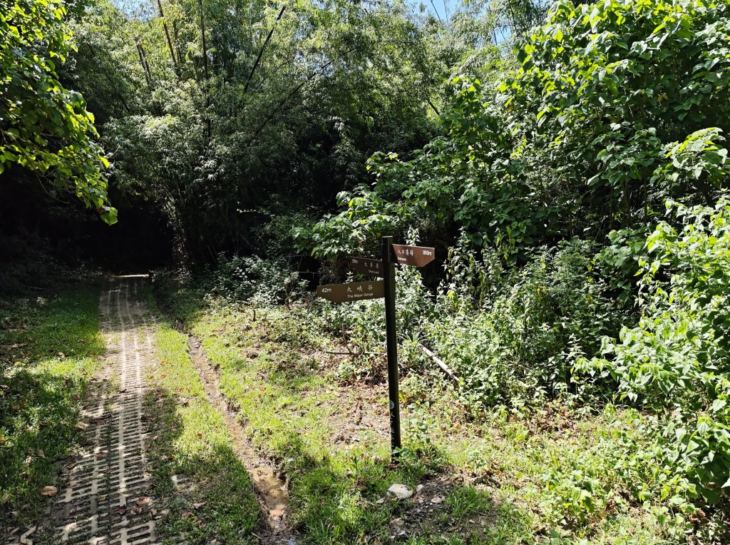 [百山百鳥尋旅-02/15] 2025_0809 社頂自然公園步道_2857111