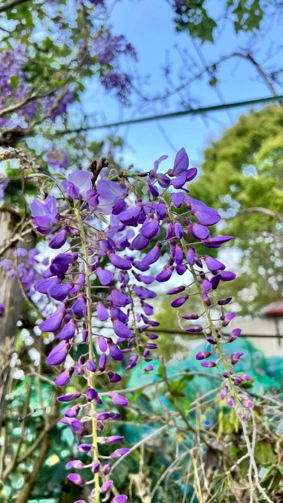 🌈3/29（六）巴蜈縱走~FB：熊熊趴爬走🌈_2749765