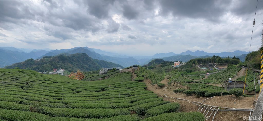 2024-03-31 頂石棹茶園_2470180