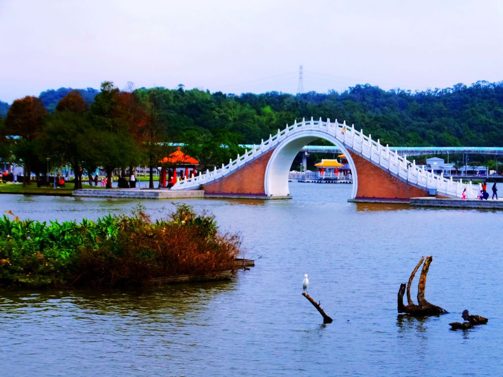 白鷺鷥山與大湖公園落羽松步道封面圖