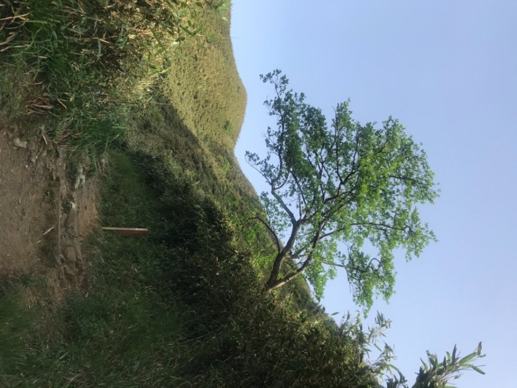 抹茶山、三角崙山、聖母山莊_2115226