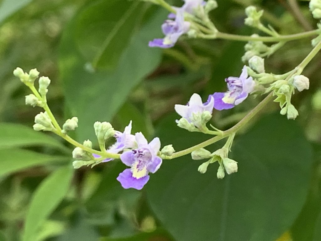 20240824屏東千金湖山_2581913