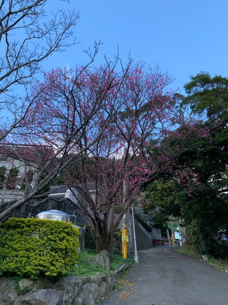 【台北市】探索仙境-陽明山東西大縱走_869618