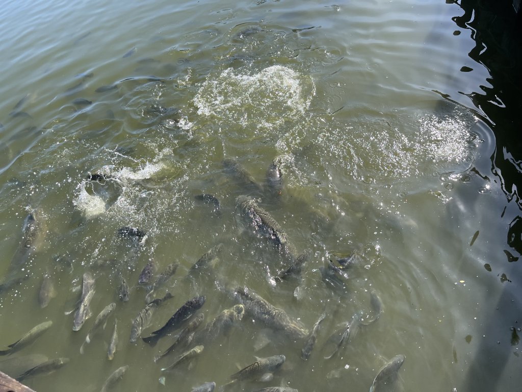 [全臺走路趣尋寶-42/100] 2024_0915_臺南都會公園(奇美博物館)_2597066