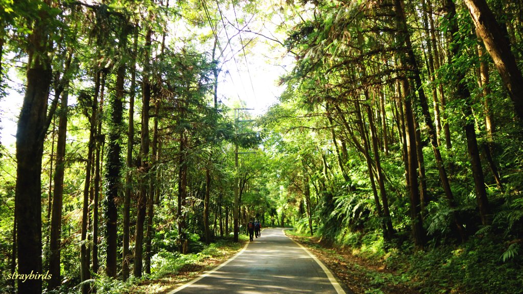 樟之細路~走一條有溫度的步道_690924