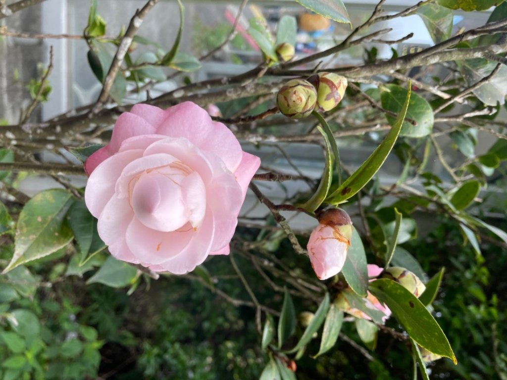 北投連峰/軍艦丹鳳-湯守岩/天母古道連走賞櫻🌸_2419719