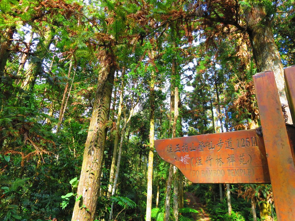 【新竹】新春消脂行程：新竹五指山 指峰凌霄_517617