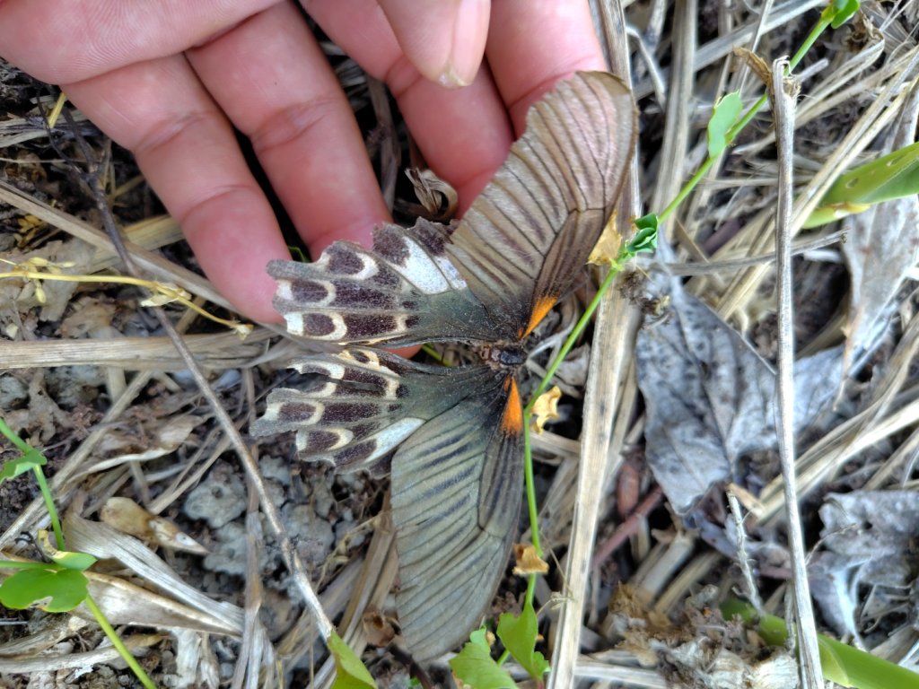 白藍狐貍出狐貍尾/狐貍縱走_2796258