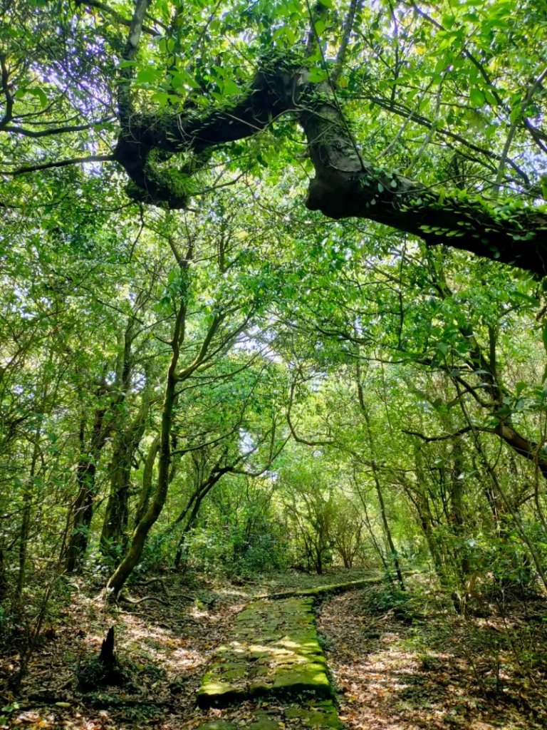 ［走遍陽明山］：菜公坑山_2178930