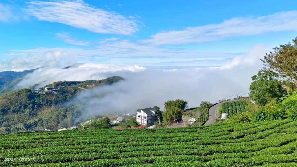 阿里山 #隙頂二延平 #頂石棹 #觀音圈 #雲海 #琉璃光 #雲瀑 #霧虹 11/17_2649800