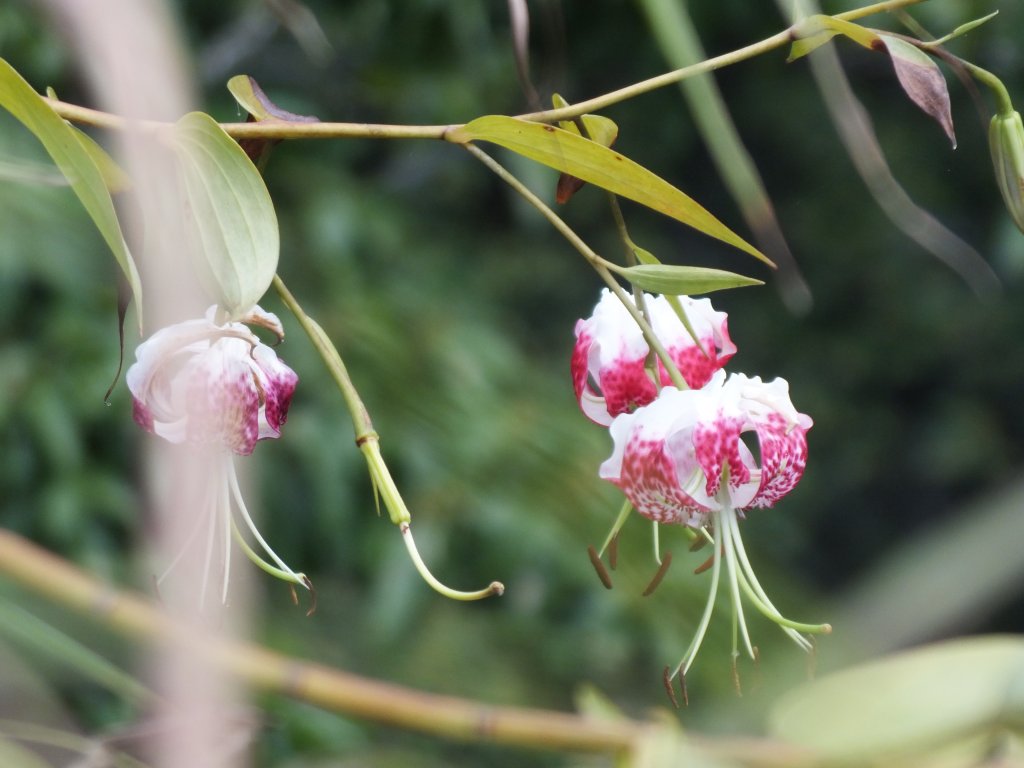 平溪區慈恩嶺+慈母峰探找艷紅鹿子百合花影_2870318