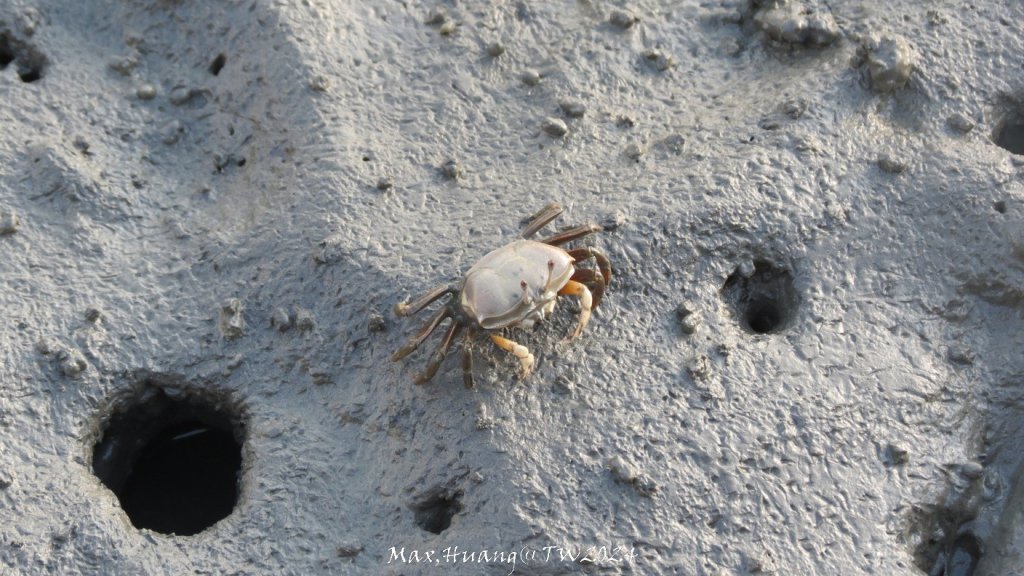 《台中》熱門棧道｜高美野生動物保護區20241005_2615473