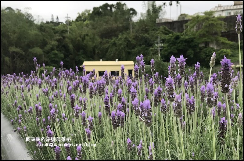 葛瑞絲香草田封面圖