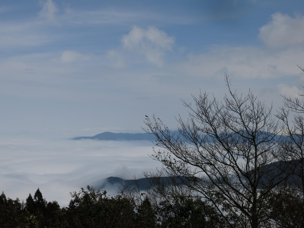 觀霧檜山巨木步道森呼吸封面圖