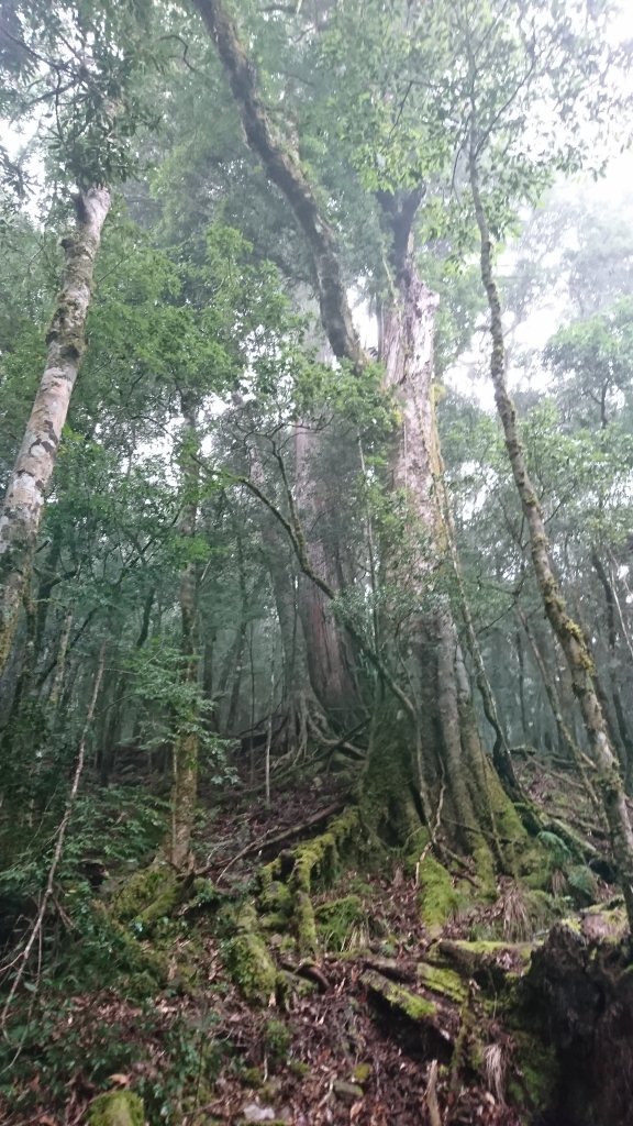 20250125 伊加之蕃-卑南東稜_2715156