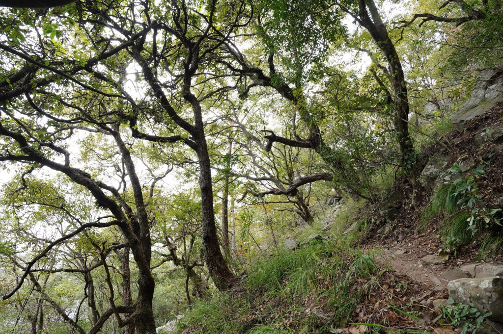 台中 和平 東卯山_2674497