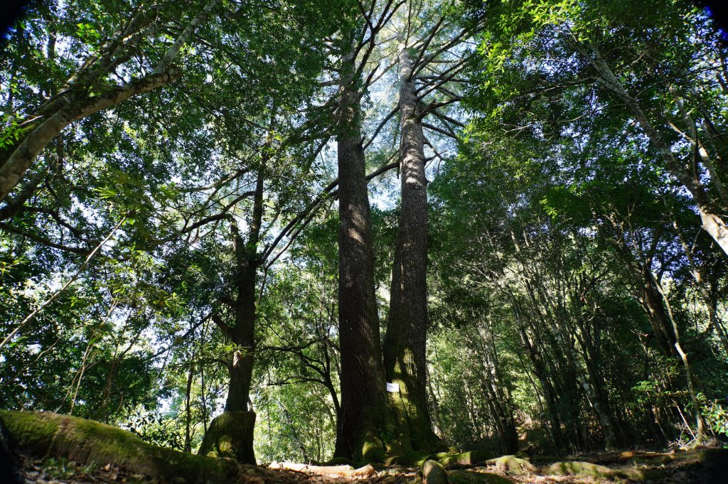 新竹 尖石 屯野生台山、石麻達山、錦屏山_2904271