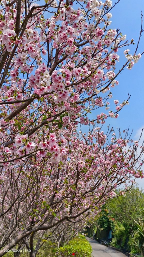 陽明山上墨染櫻大爆發_2457646